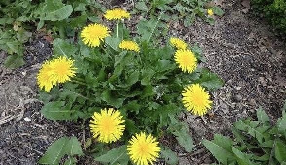 河南益康堂實(shí)業(yè)有限公司雞年送祝福啦?。?！