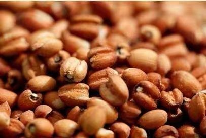 “懷府薏康堂”為什么不做薏米粉？